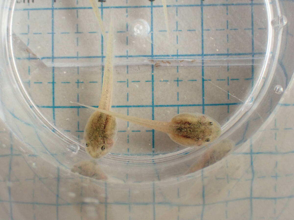 ヤエヤマアオガエル オタマジャクシ 石垣島産CB 1匹 落札後に追加可能です 蛙 カエルの画像4