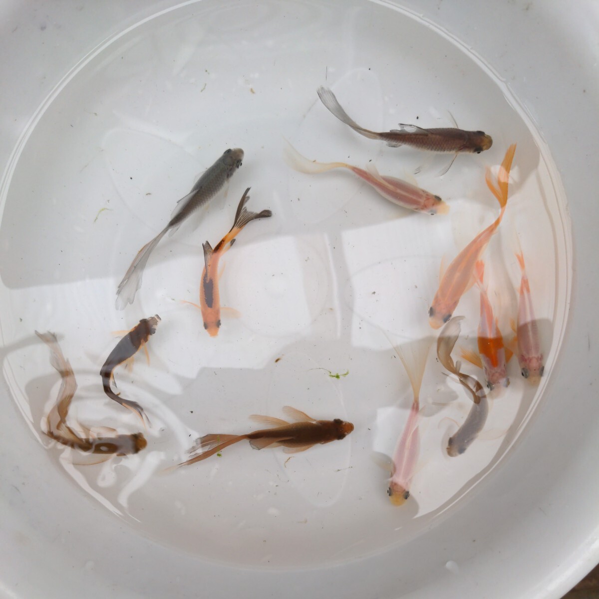 金曜日発送（26日）【宮城鉄魚飼育研究会】色物10匹セット③7〜9cm 赤色 青色 白色 サラサ色 錆色 ブチ色_画像2