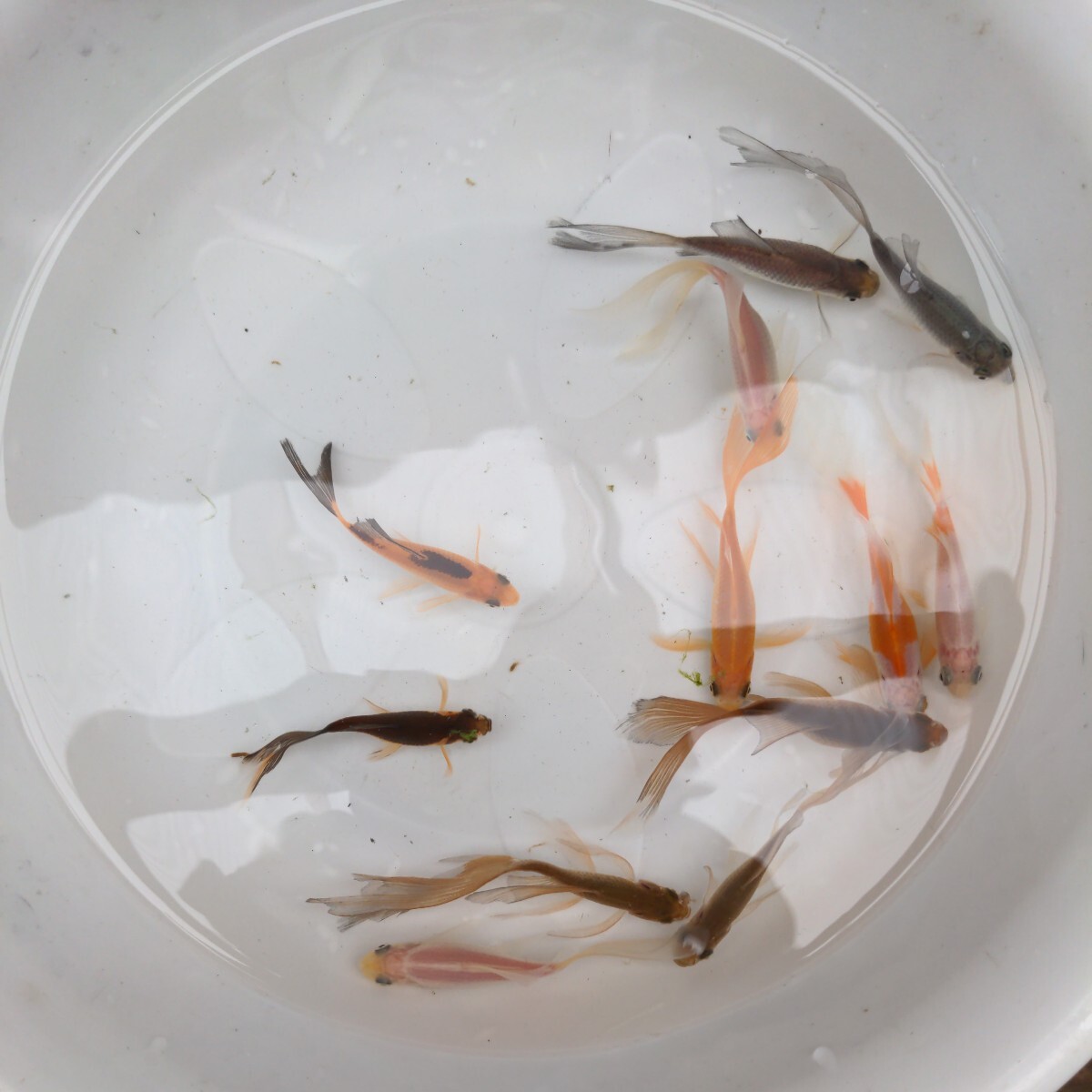 金曜日発送（26日）【宮城鉄魚飼育研究会】色物10匹セット③7〜9cm 赤色 青色 白色 サラサ色 錆色 ブチ色_画像3