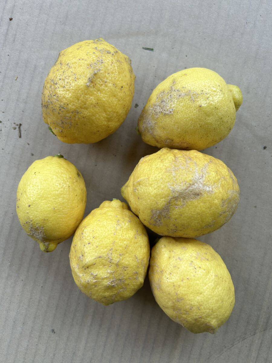 熊本県産 リスボン レモン 家庭用5kg 送料無料の画像3