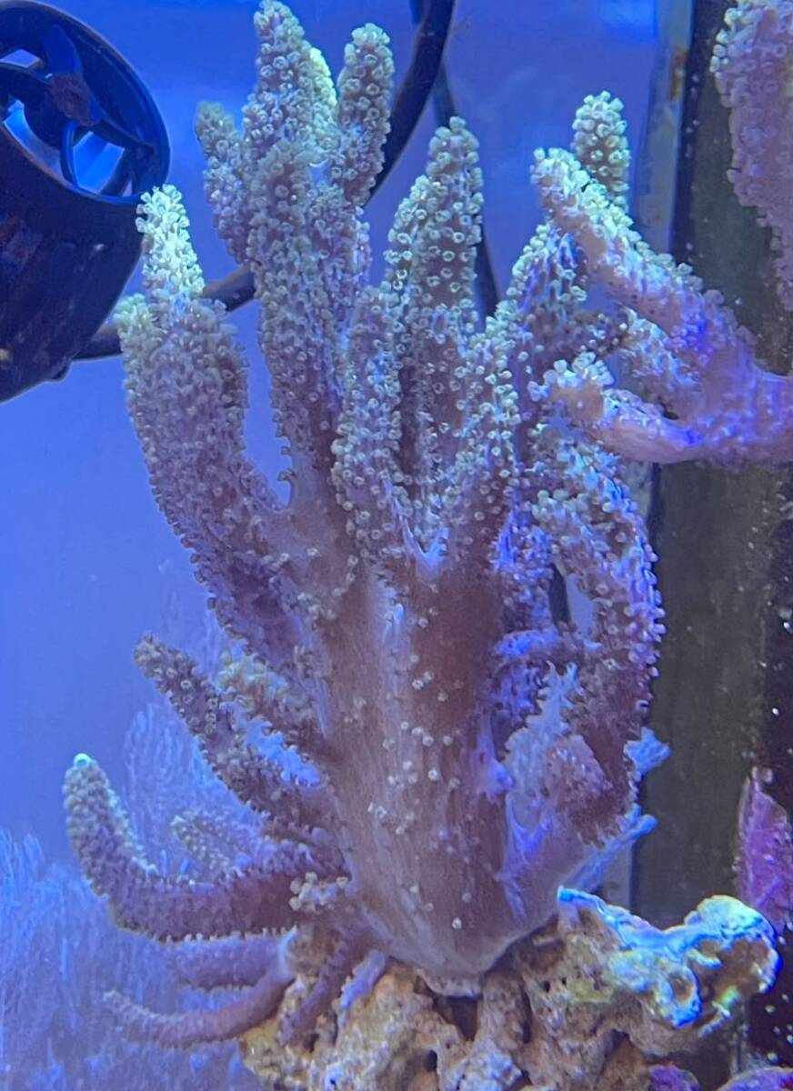 ナグラカタトサカ サンゴ sp の画像1