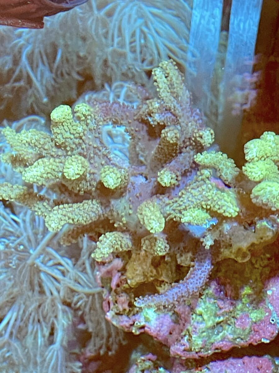 ナグラカタトサカ サンゴ sp の画像4