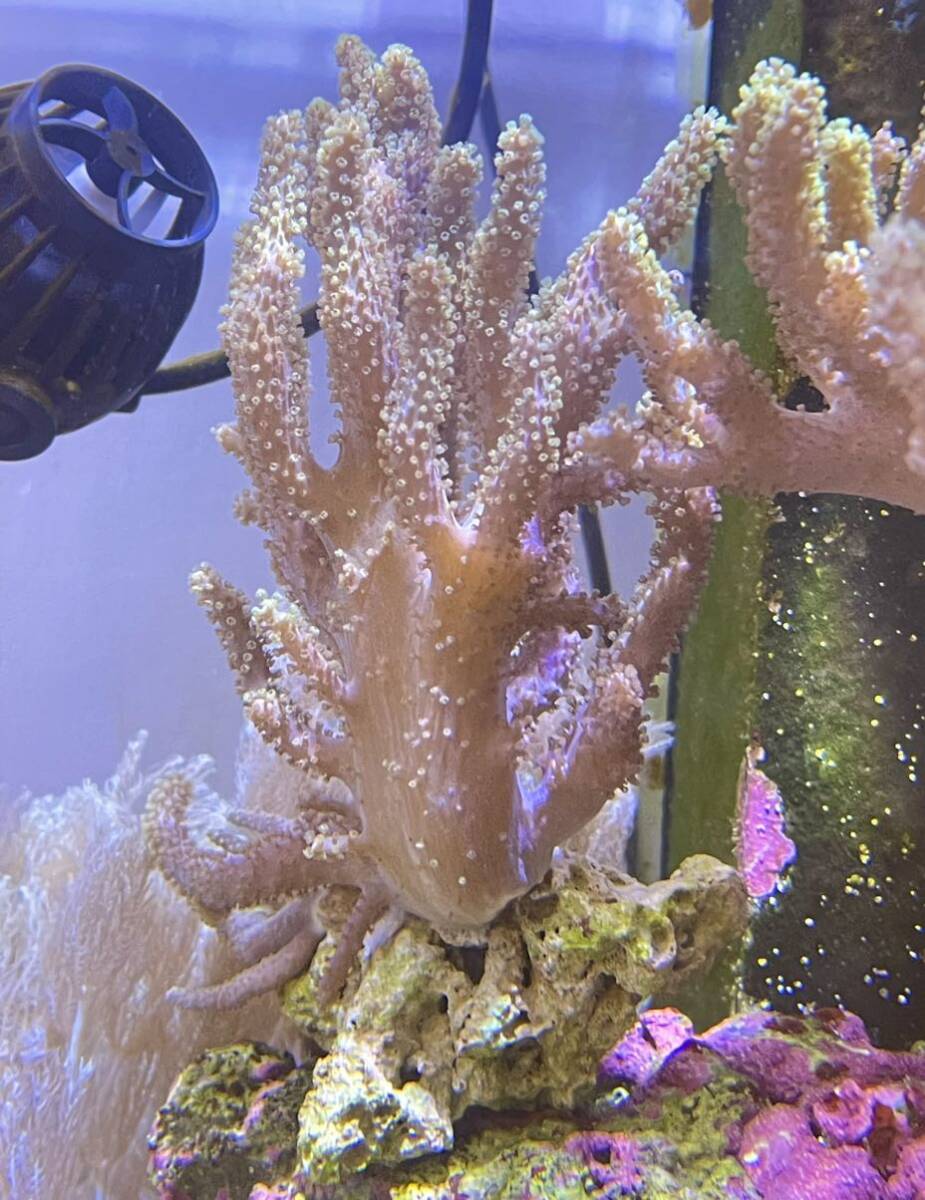ナグラカタトサカ サンゴ sp の画像2