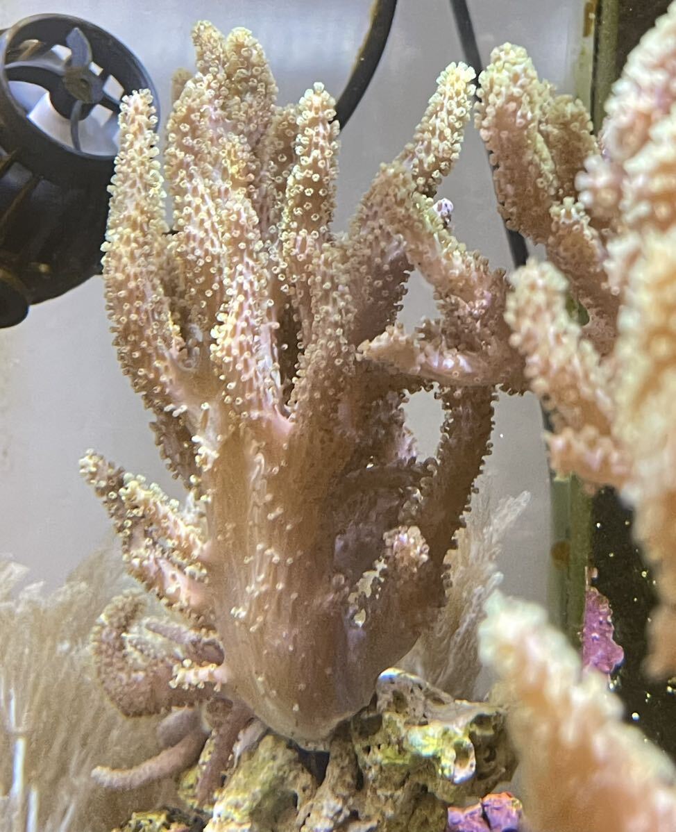 ナグラカタトサカ サンゴ sp の画像3