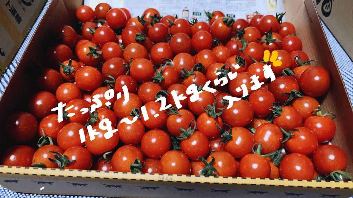 【 農家直送！完熟新鮮！ 】 熊本県産 ミニトマト1kg
