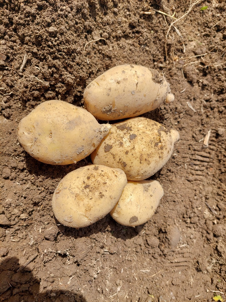 長崎県産訳ありじゃがいも10㎏～送料込み～の画像6