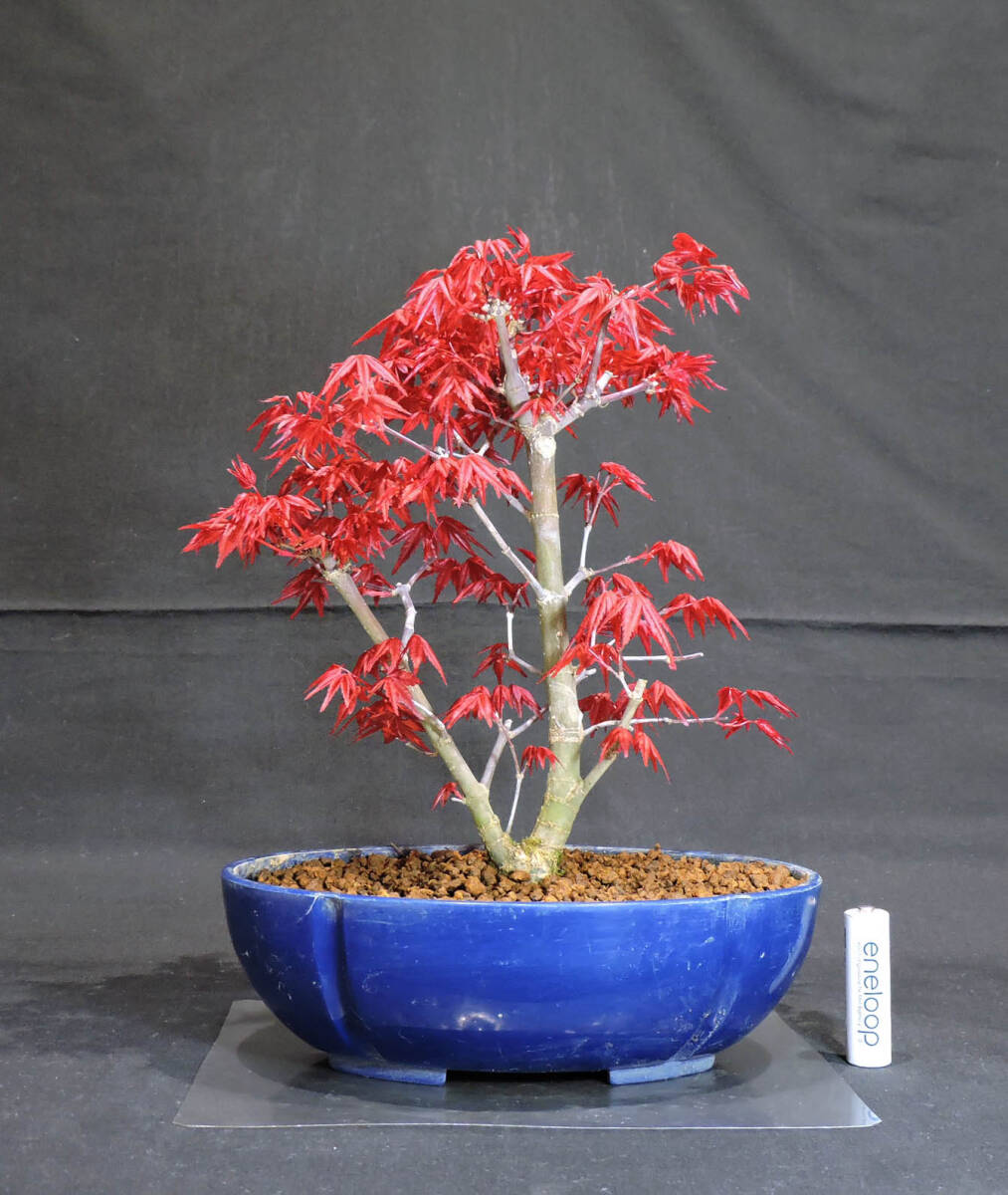  maple ... maple (teshoujoumomiji/momiji) bonsai seedling plastic pot length 18cm width 21cm height 27.5cm