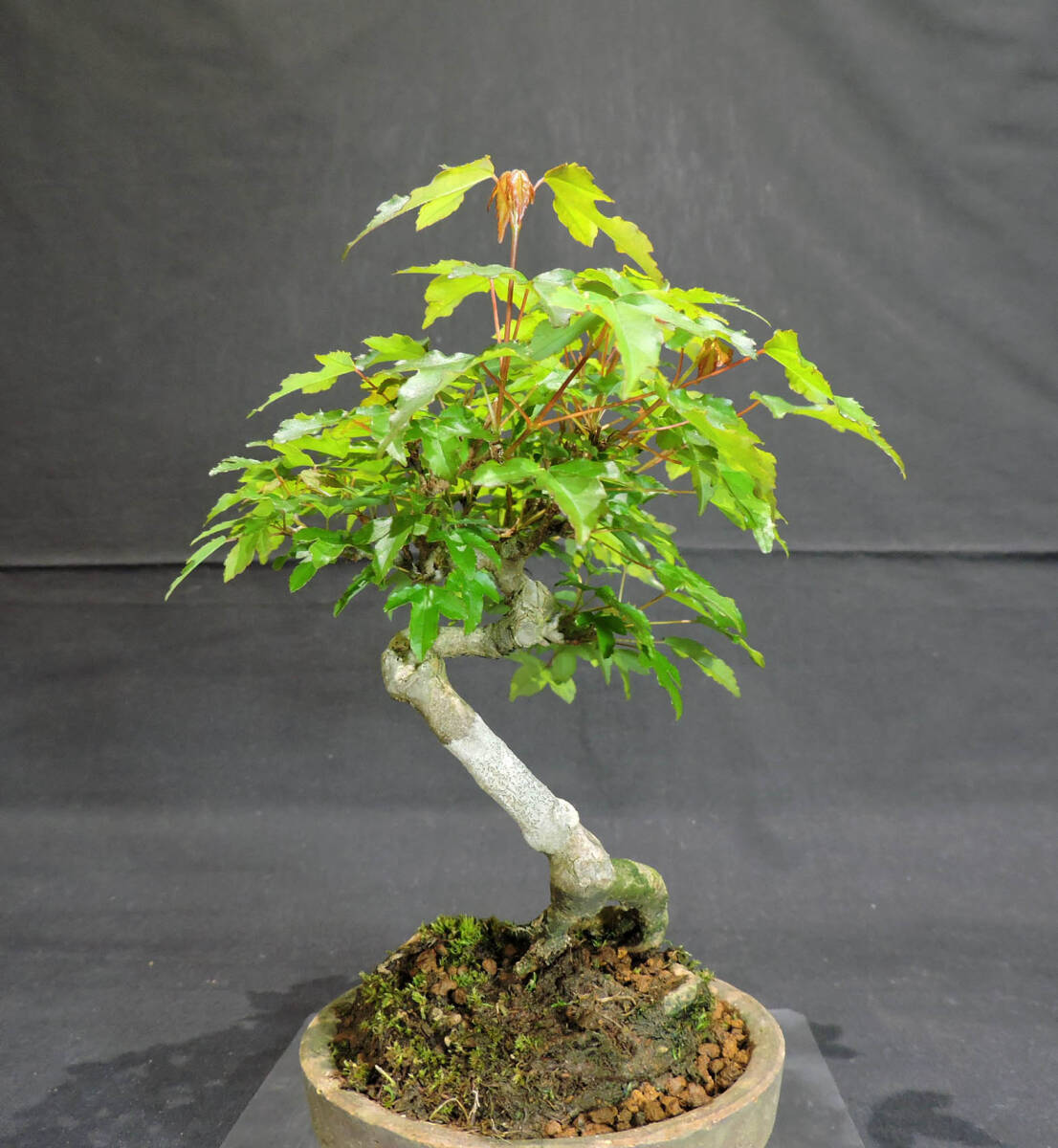  maple bonsai seedling depth 13.5cm width 20cm height 20cm