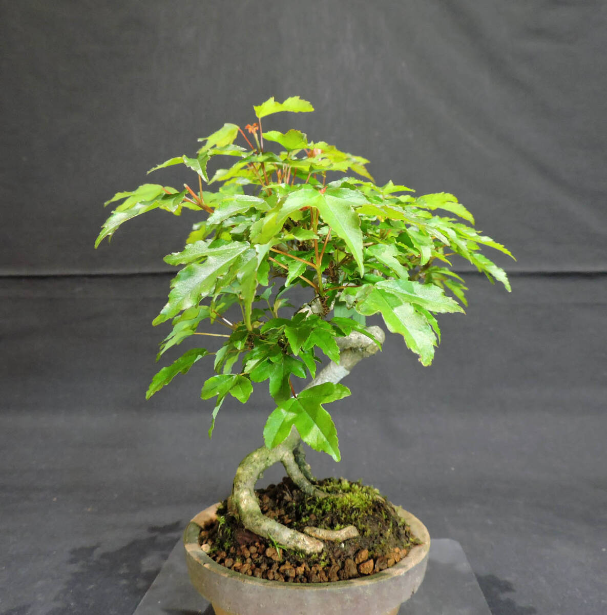  maple bonsai seedling depth 13.5cm width 20cm height 20cm