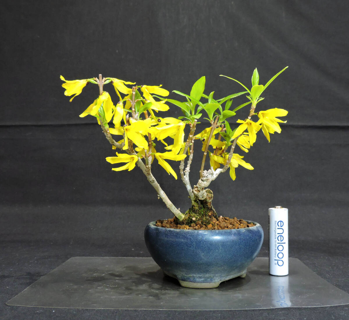 レンギョウ 盆栽 奥行10cm 横幅14 5cm 高さ14cm|Yahoo!フリマ レンギョウ 盆栽 奥行10cm 横幅14 5cm 高さ14cm|Yahoo!フリマ
