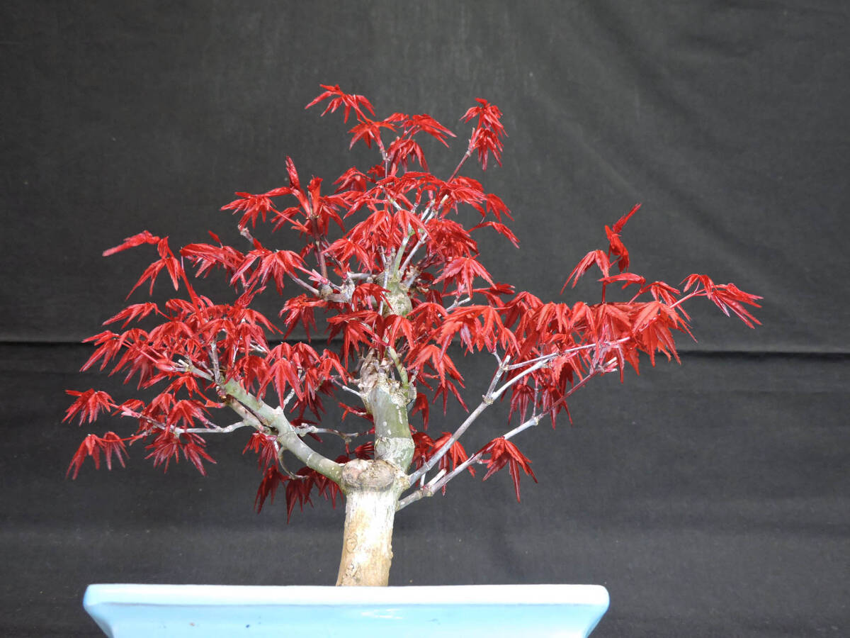  maple ... maple (teshoujoumomiji/momiji) bonsai length 15.5cm width 23cm height 25.5cm