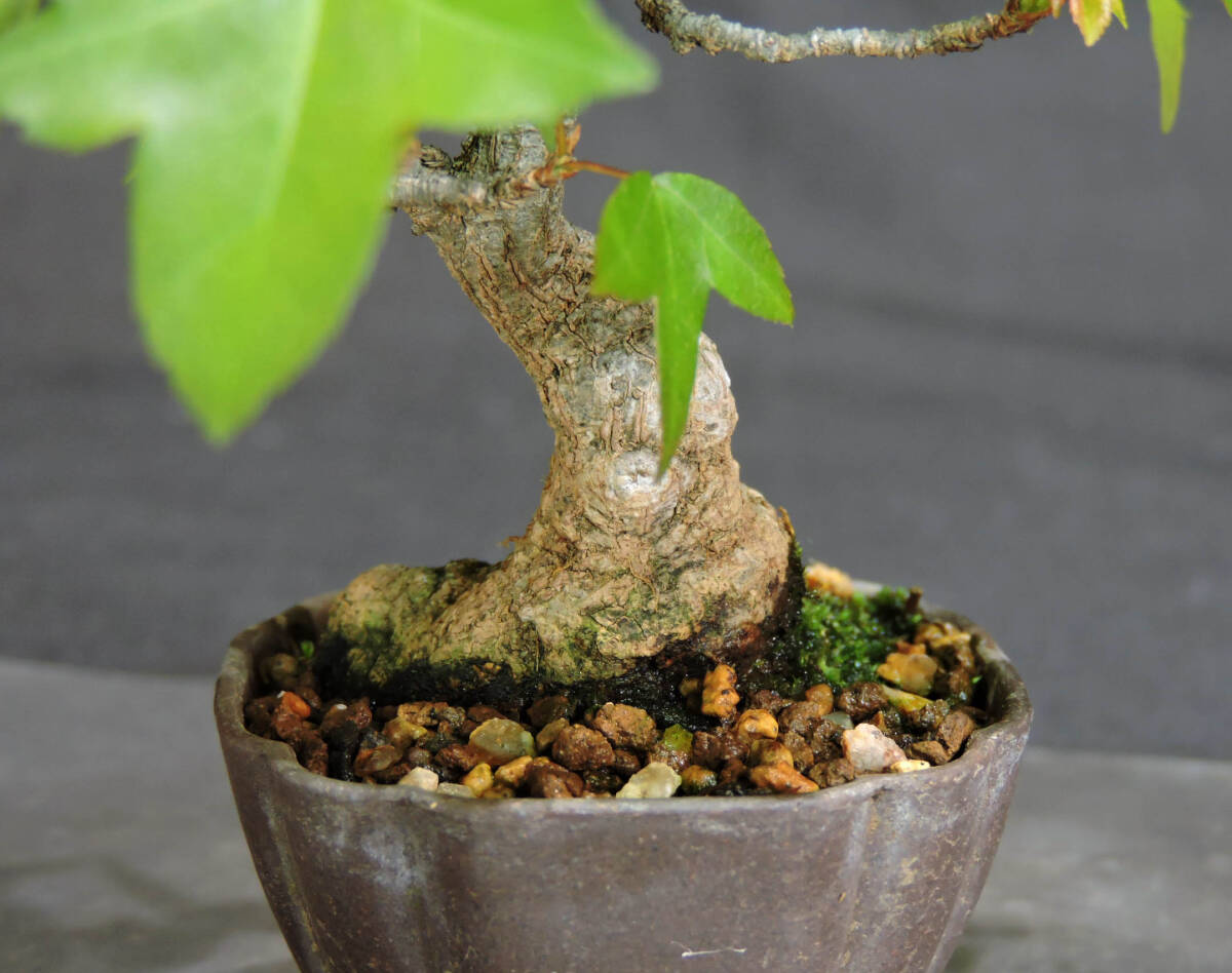  maple bonsai depth 12cm width 13m height 12.5cm