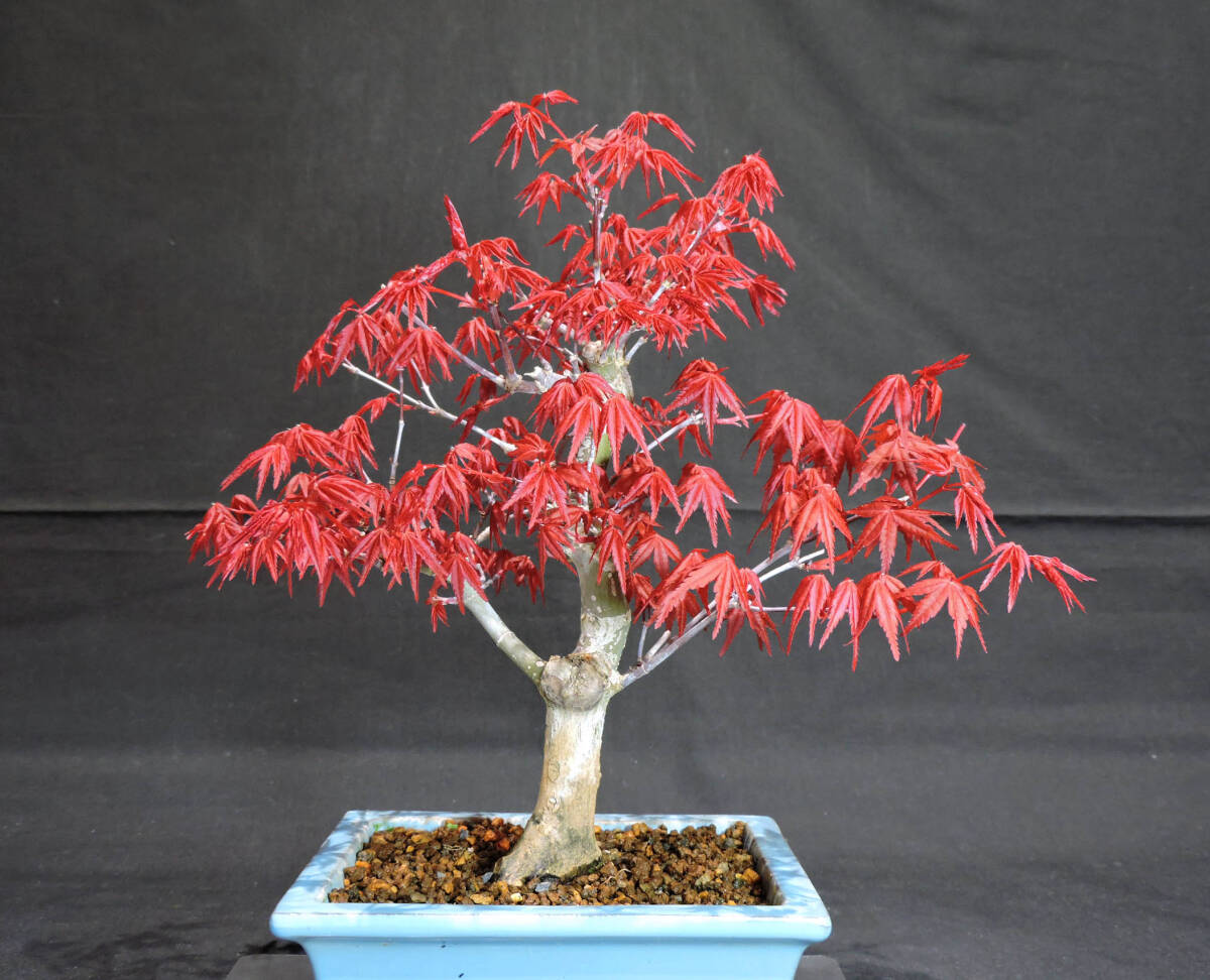  maple ... maple (teshoujoumomiji/momiji) bonsai length 15.5cm width 23cm height 25.5cm