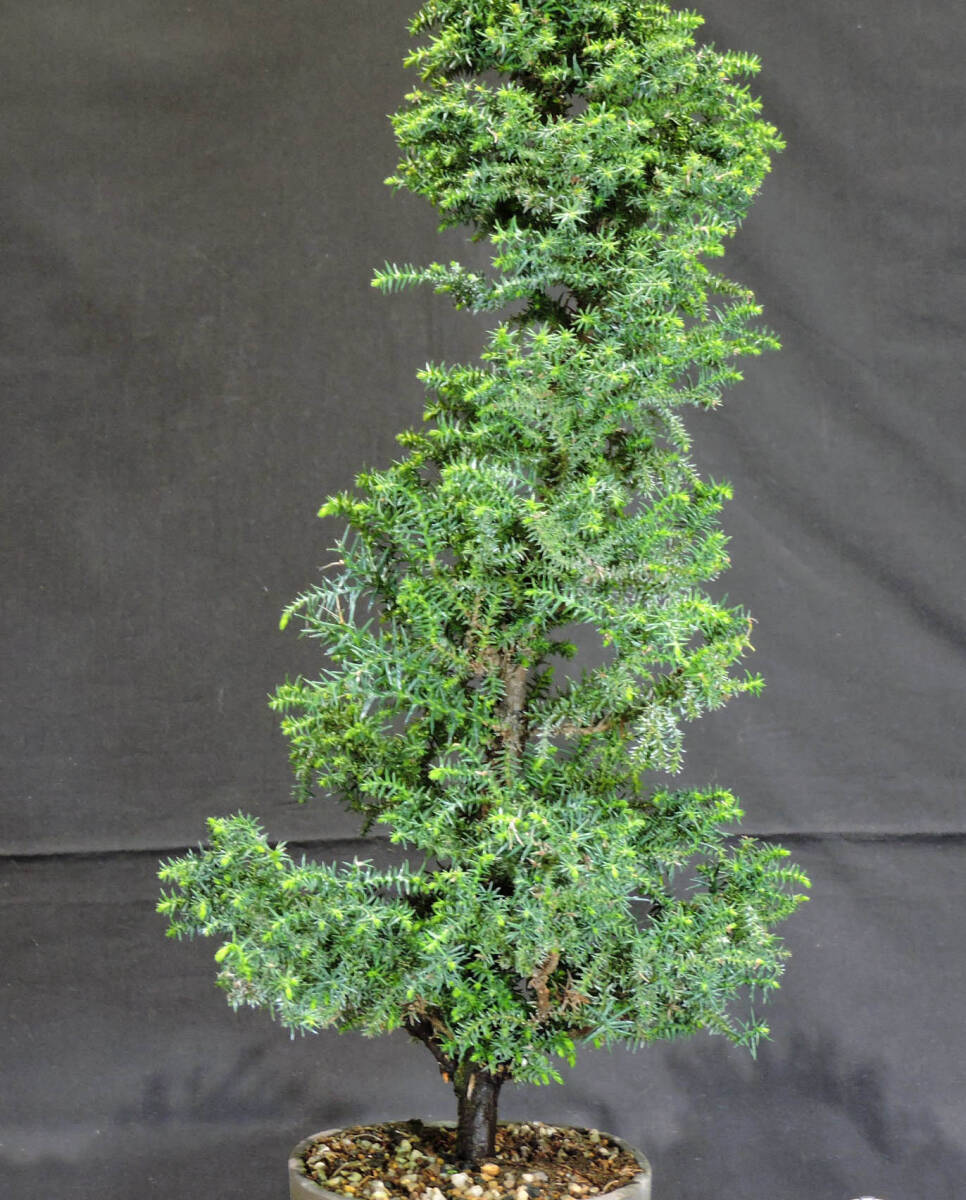 Japanese cedar bonsai depth 23cm width 21cm height 47.5cm