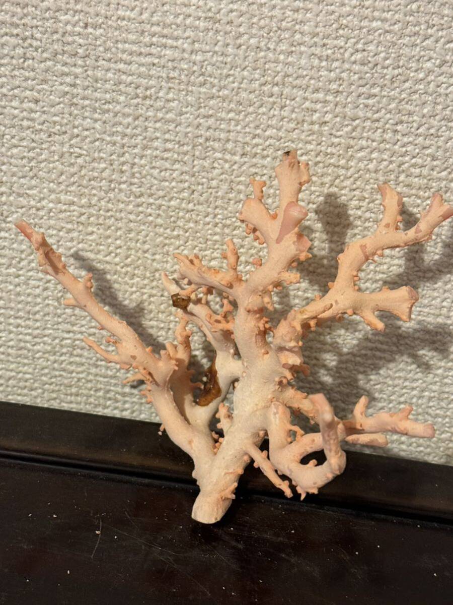 赤珊瑚 原木 桃色珊瑚 サンゴ 置物 _画像2