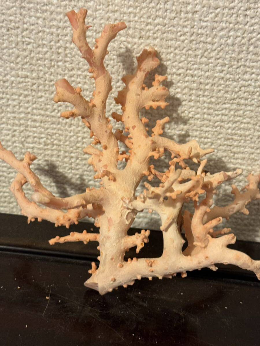 赤珊瑚 原木 桃色珊瑚 サンゴ 置物 _画像1