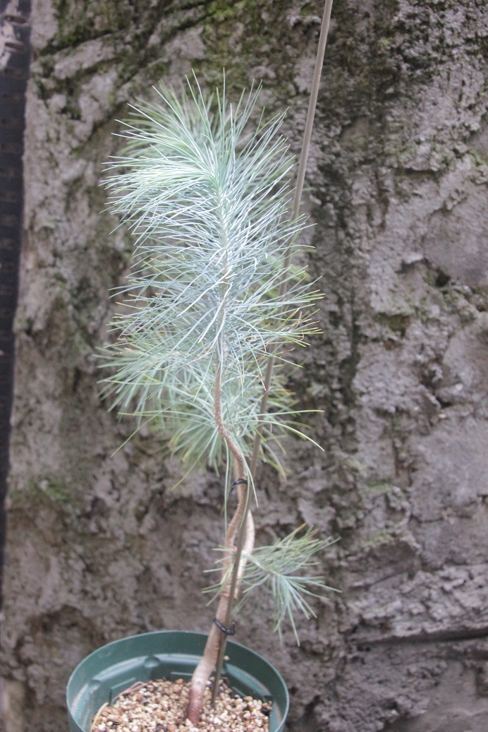 マルチネスピニョンマツ（Pinus maximartinezii）２０２０年４月発芽苗ラスト２苗 その１ 双頭木・樹高４０㎝程度の画像2