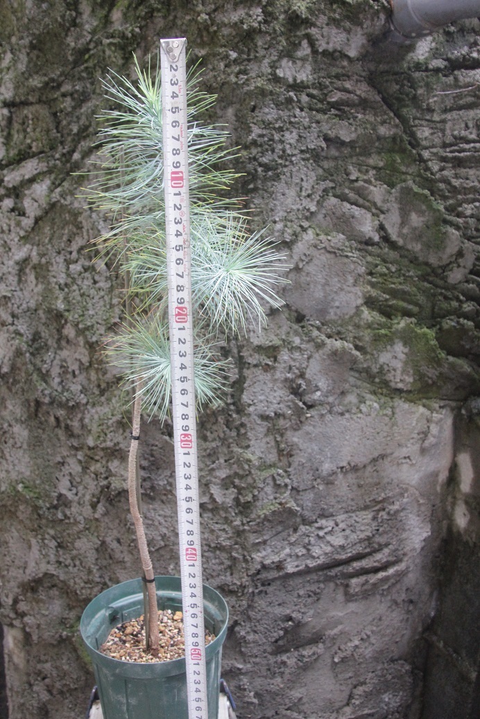 マルチネスピニョンマツ（Pinus maximartinezii）２０２０年４月発芽苗ラスト２苗 その２ 樹高５０㎝程度の画像4