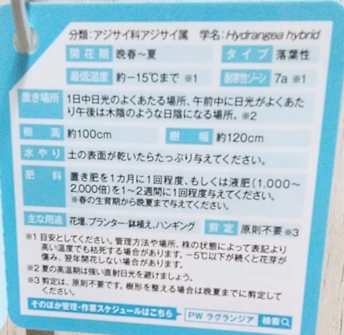 正規品　ラグランジア　ブライダルシャワー　3.5号鉢