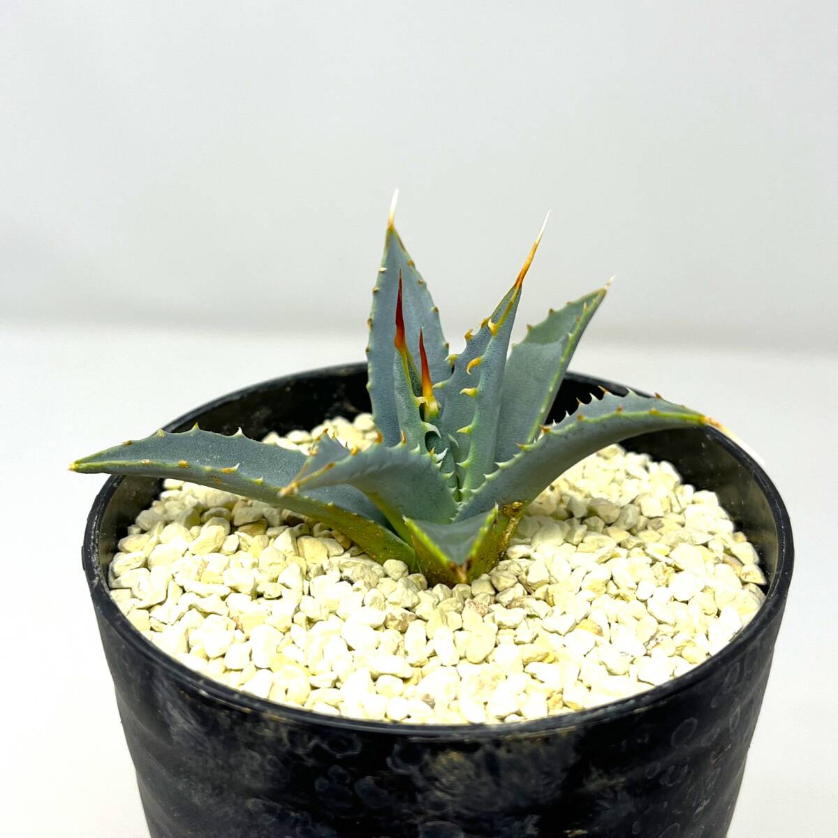 Agave uthaensis var. eborispina★アガベ ユタエンシス エボリスピナ★実生株★の画像2