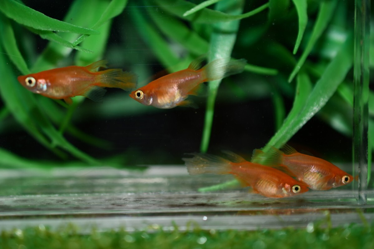 ★現物出品★紅帝 ダルマ 半ダルマ ヒレ長 メダカ 若魚 オス2 メス2 (522) ☆上毛めだか倶楽部☆ _画像3