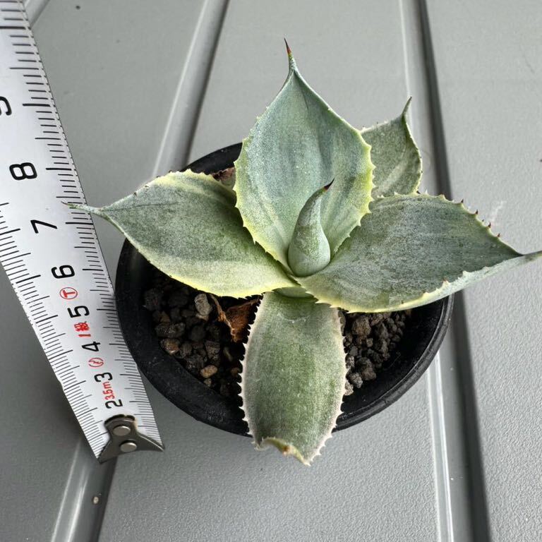 アガベ ポタトラム ‘トレードウィンズ‘A Agave potatorum 'Tradewinds' 多刺雷神 達磨鳳凰 多肉植物_画像2