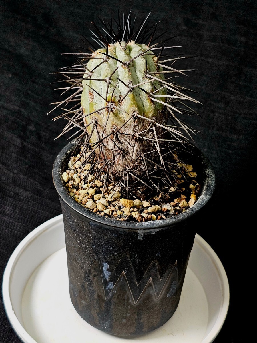 半額スタート　貴重　現地球 Copiapoa aureispina コピアポア オウレイスピナ　 Valium　鉢_画像4