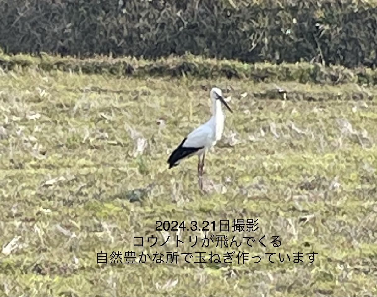 淡路島玉ねぎ 極早生　訳あり玉葱 タマネギ約10キロ農家直送　_画像5