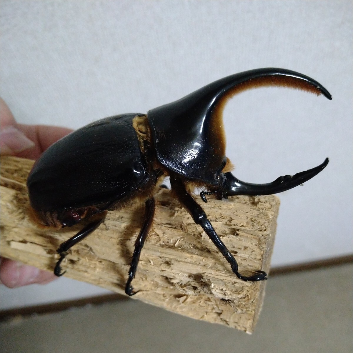 サタンオオカブトムシ♂単品_画像5