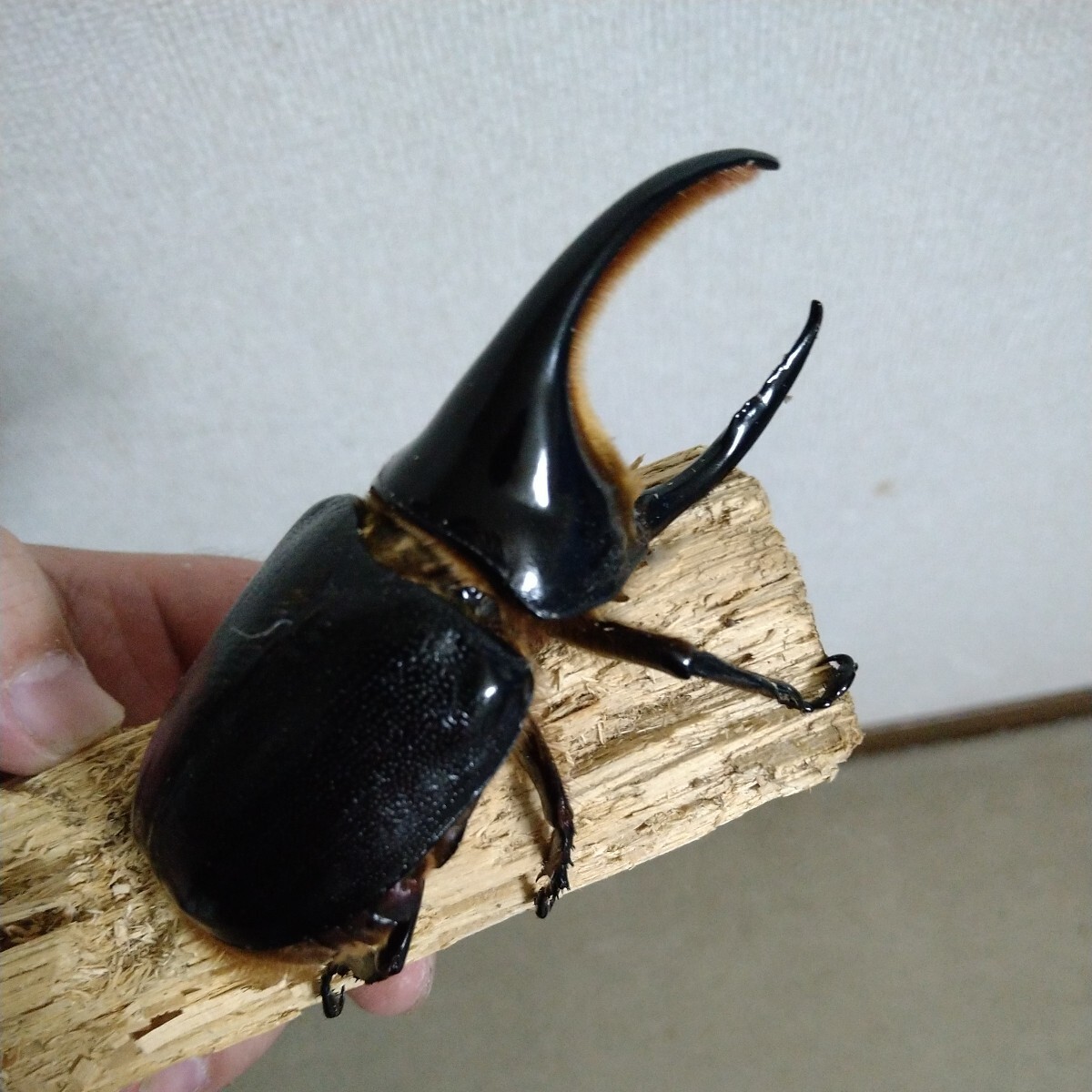 サタンオオカブトムシ♂単品_画像4