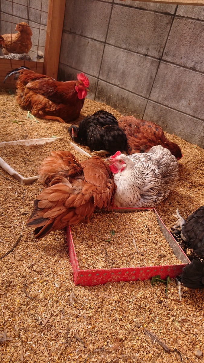天草大王 異血 鶏 有精卵 12個 _卵産む直前で現在はまだデカイです。