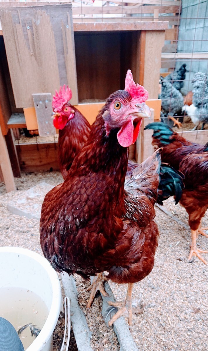 ロードアイランドレッド 鶏 有精卵 10個_色んなロードの血で強くしています。