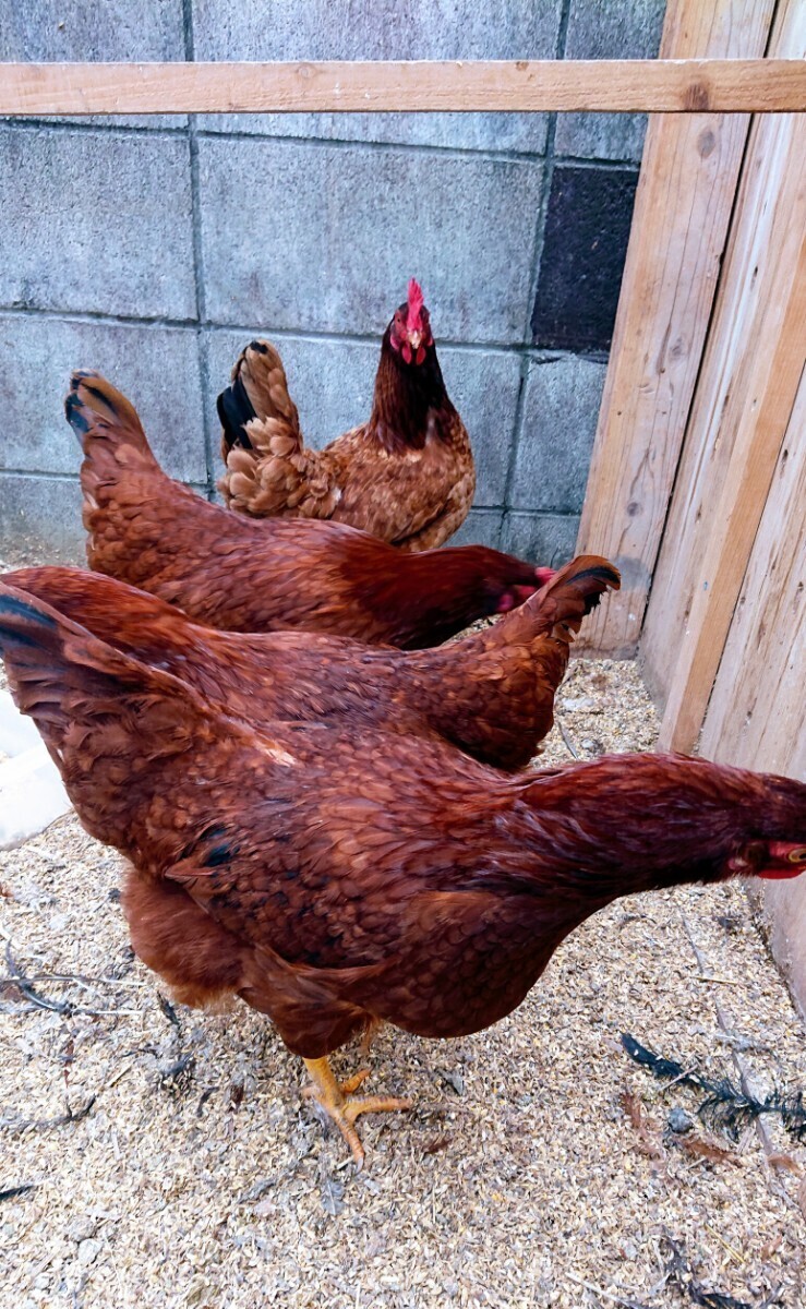 ロードアイランドレッド 鶏 有精卵 6個の画像4