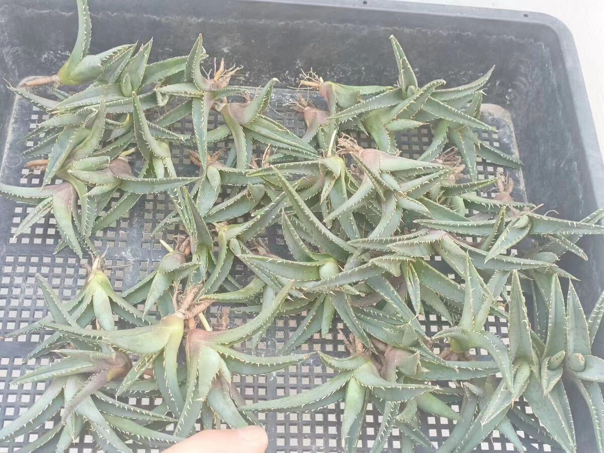 【GAR園藝】P-67 特選 アガベ 多肉植物 チタノタ帝君 agave emperor 狂刺 背棘 激レア高級品種 強棘株 60株の画像1