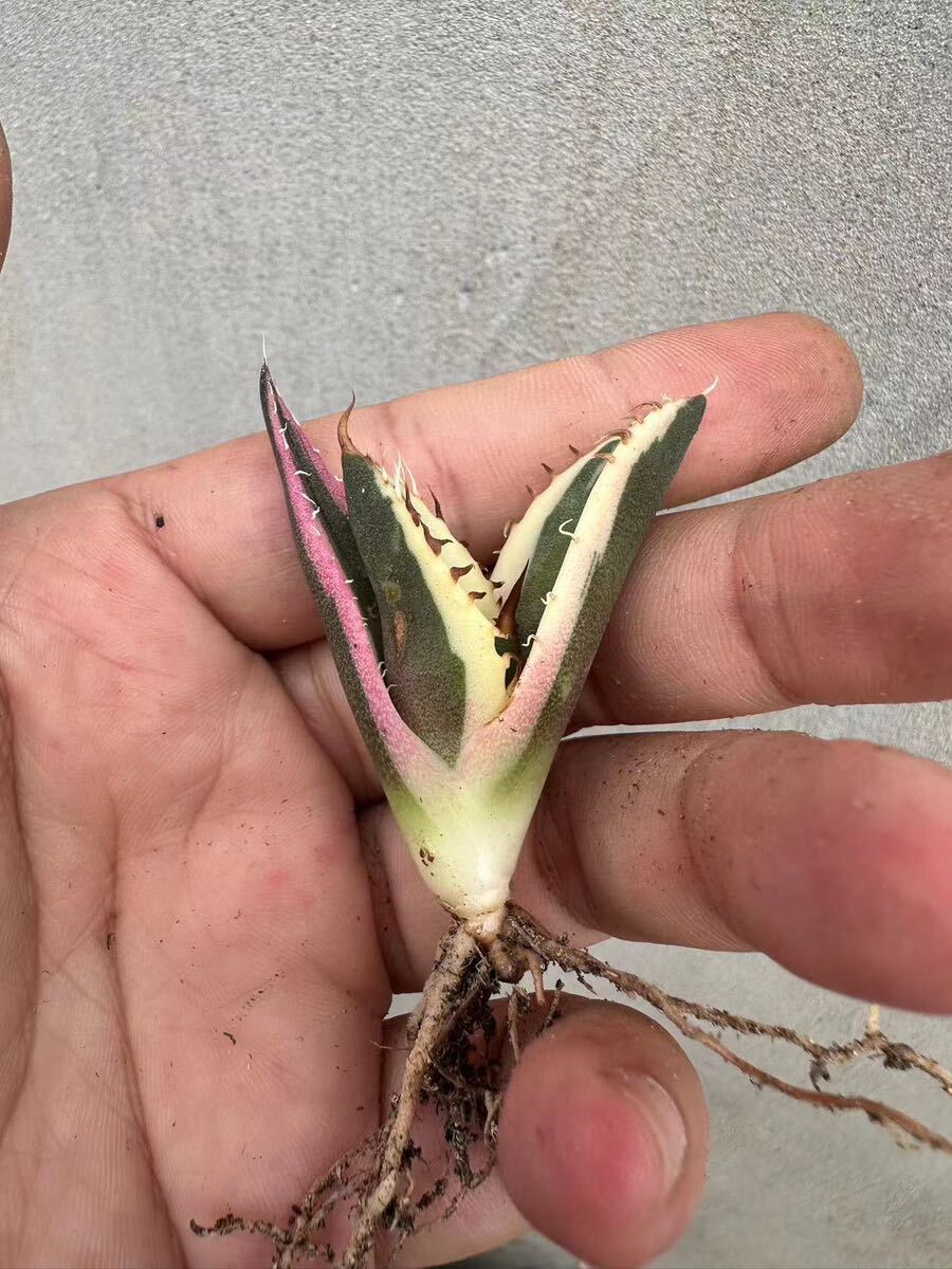 【GAR園藝】P-31 特選 アガベ 多肉植物 チタノタ スナグルトゥース優良血統 Agave Titanota 極上美株 激レア!の画像4