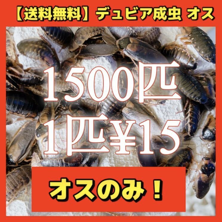 【デュビア成虫オス】1500匹＊送料無料！の画像1