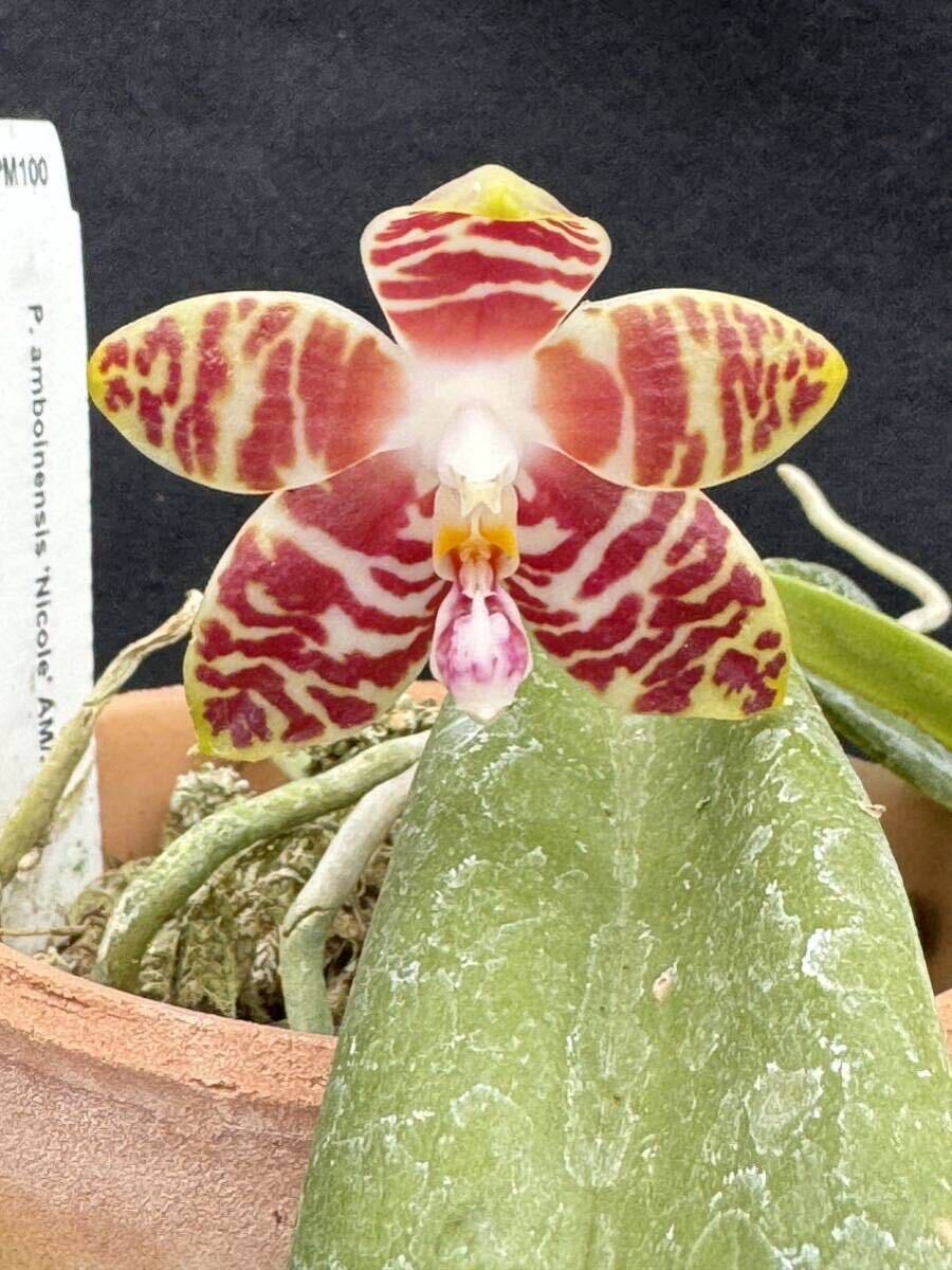 洋蘭原種　Phalaenopsis amboinensis ‘Nicole’ AM/AOS 開花中_画像2