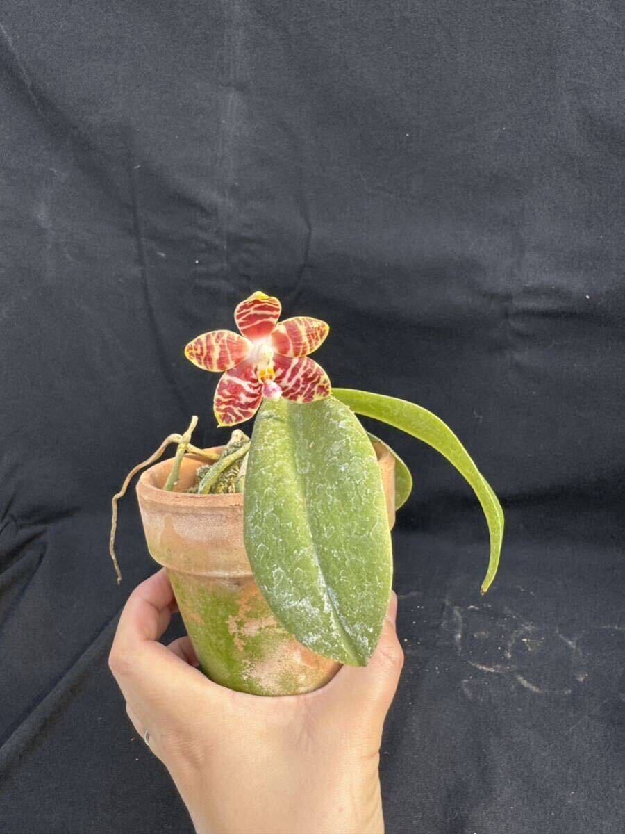 洋蘭原種　Phalaenopsis amboinensis ‘Nicole’ AM/AOS 開花中_画像7