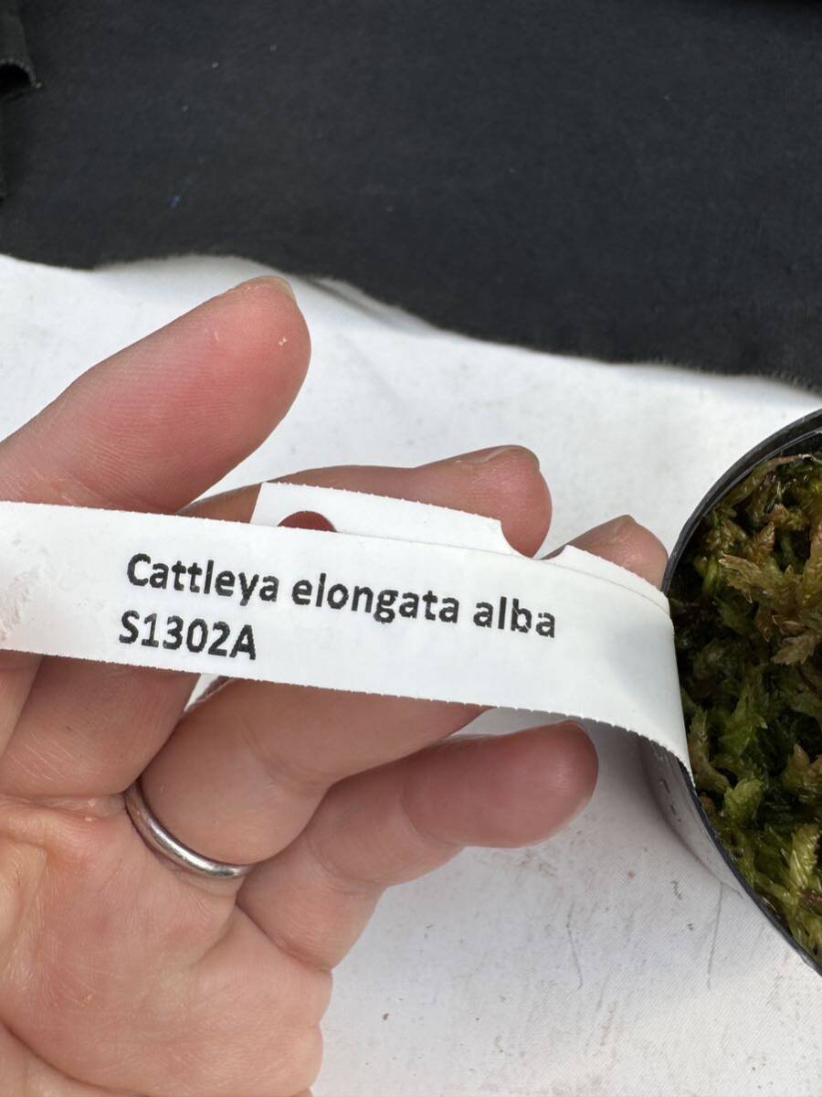 洋蘭原種　Cattleya elongata alba 実生_画像6