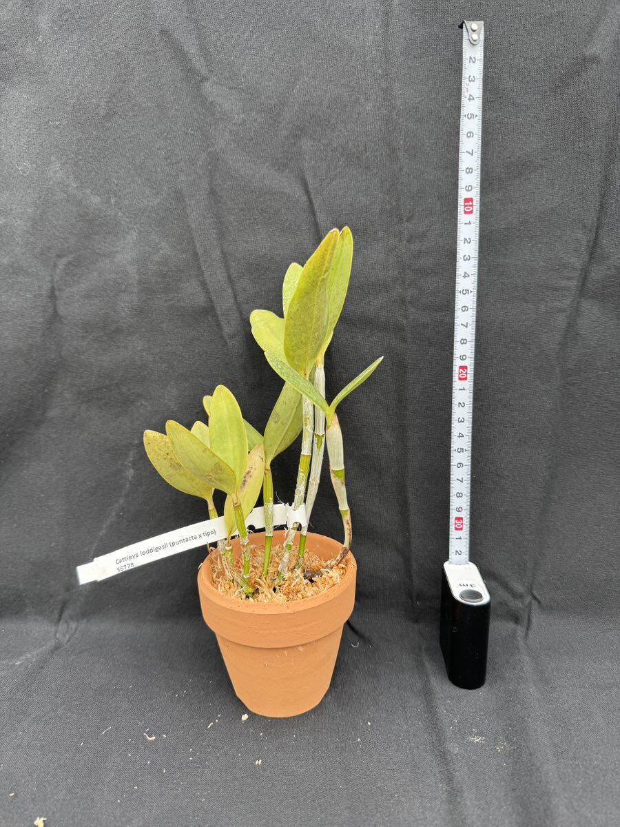 洋蘭原種 Cattleya loddigesii (punctuate x tipo)実生の画像8