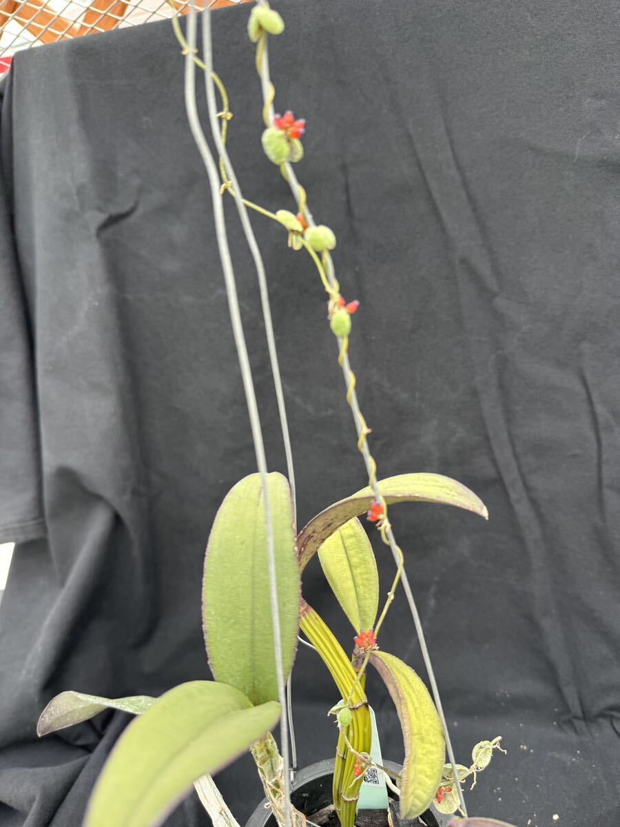 洋蘭原種 Cattleya schilleriana 蕾入ってます おまけつきの画像4