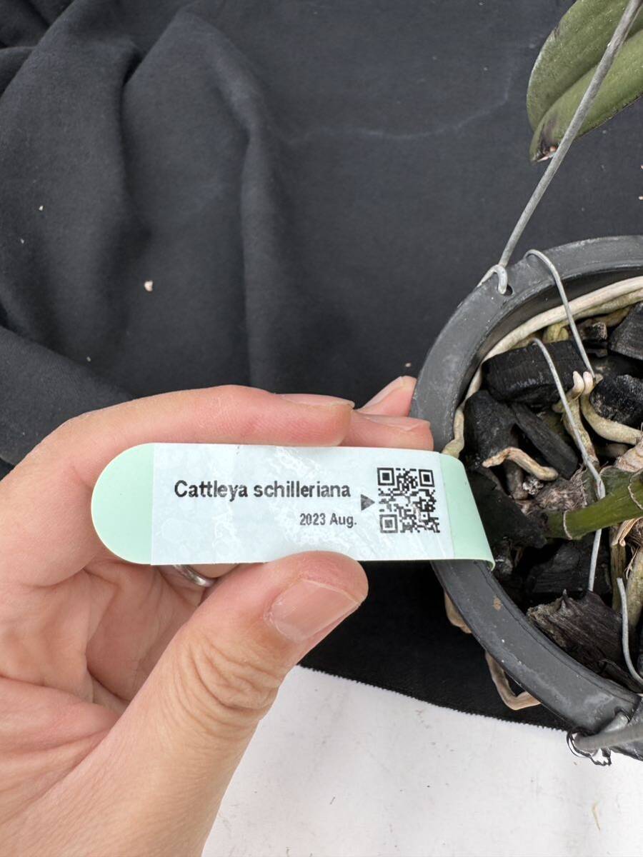 洋蘭原種 Cattleya schilleriana 蕾入ってます おまけつきの画像7