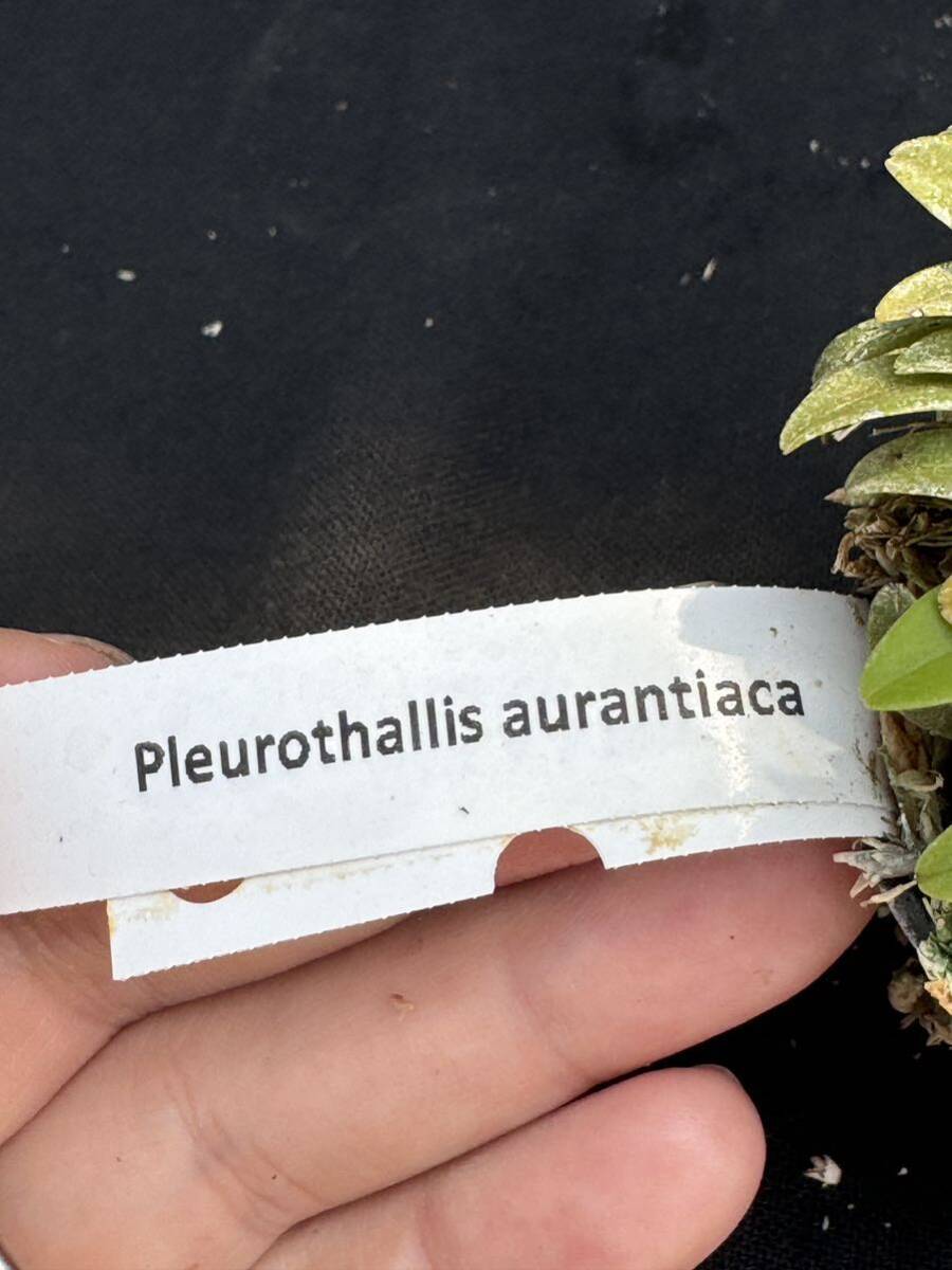 洋蘭原種 Pleurothallis aurantiaca 開花スタートの画像8