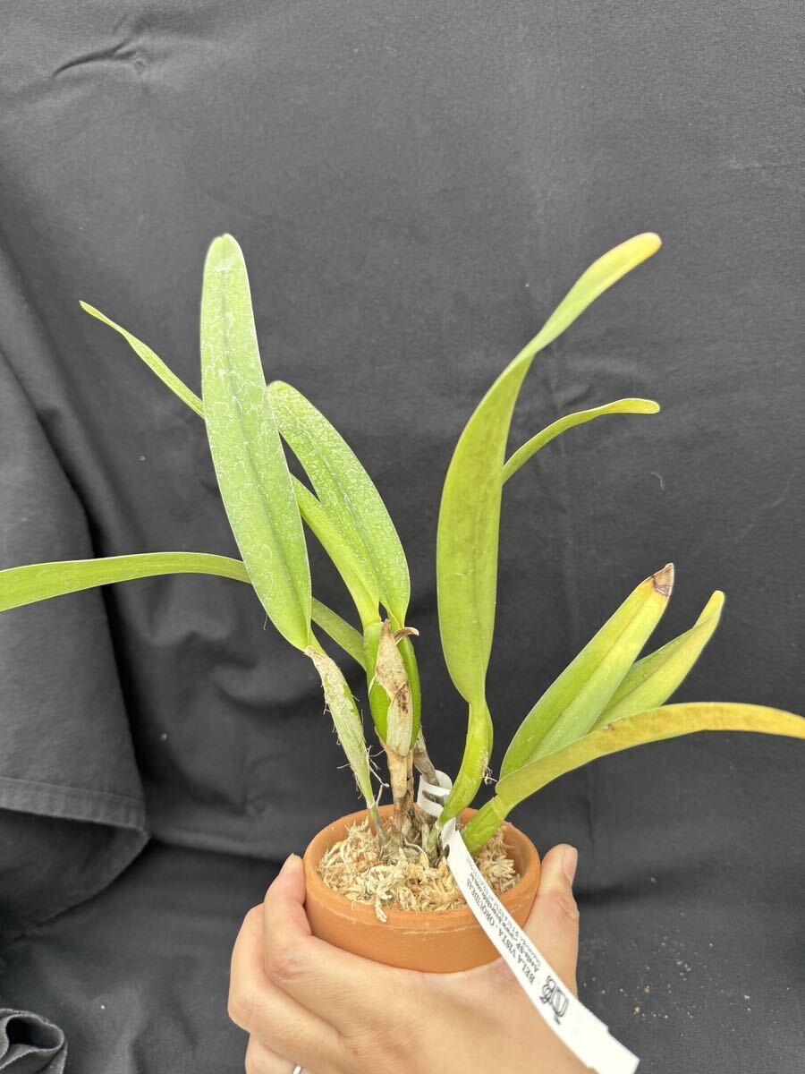 洋蘭原種 Cattleya purpurata (anelata x anelata) 実生の画像2