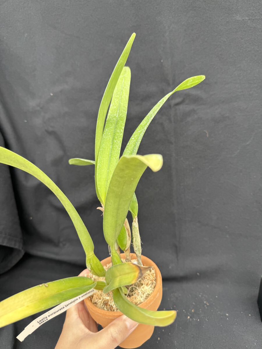 洋蘭原種 Cattleya purpurata (anelata x anelata) 実生の画像4