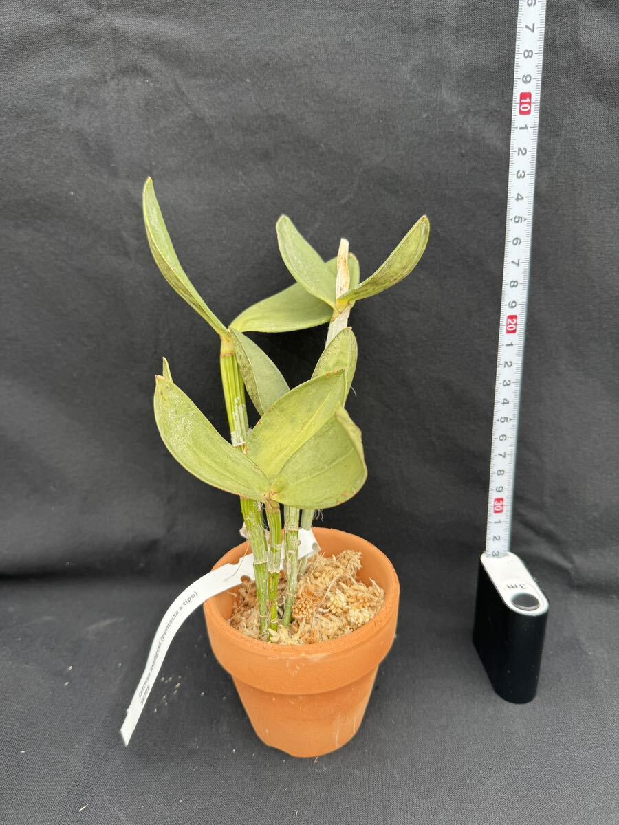 洋蘭原種 Cattleya loddigesii (punctata x tipo) 実生の画像8