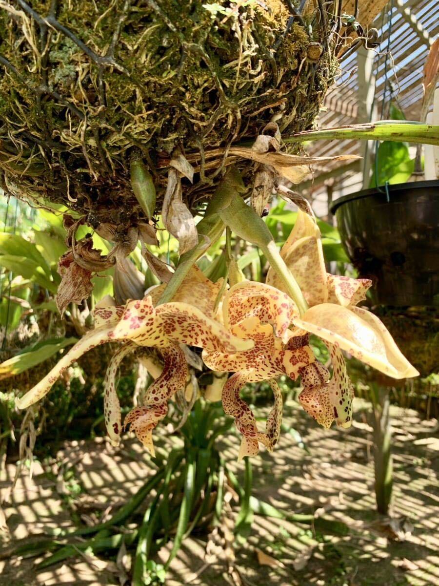 洋蘭原種　Stanhopea guttulata_サンプルです