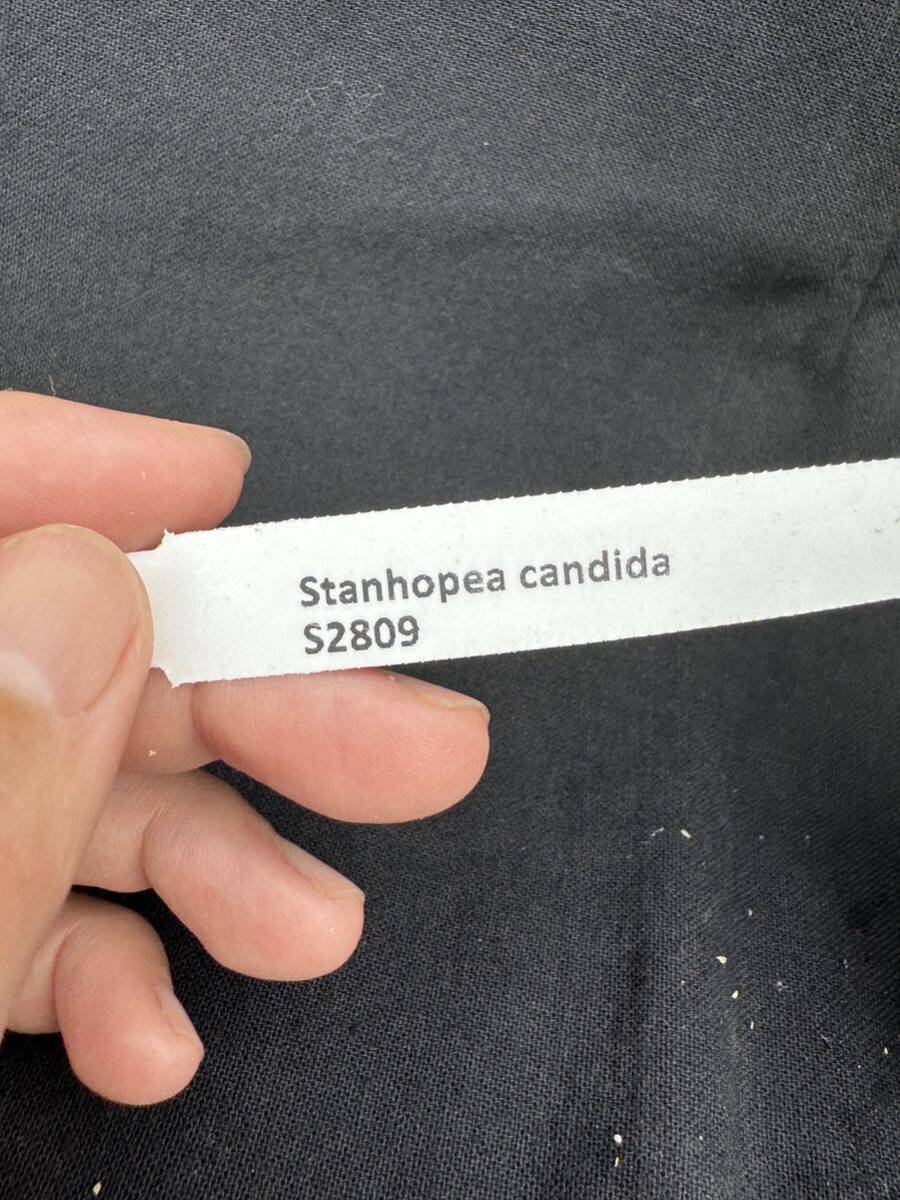 洋蘭原種　Stanhopea candida 実生_画像7