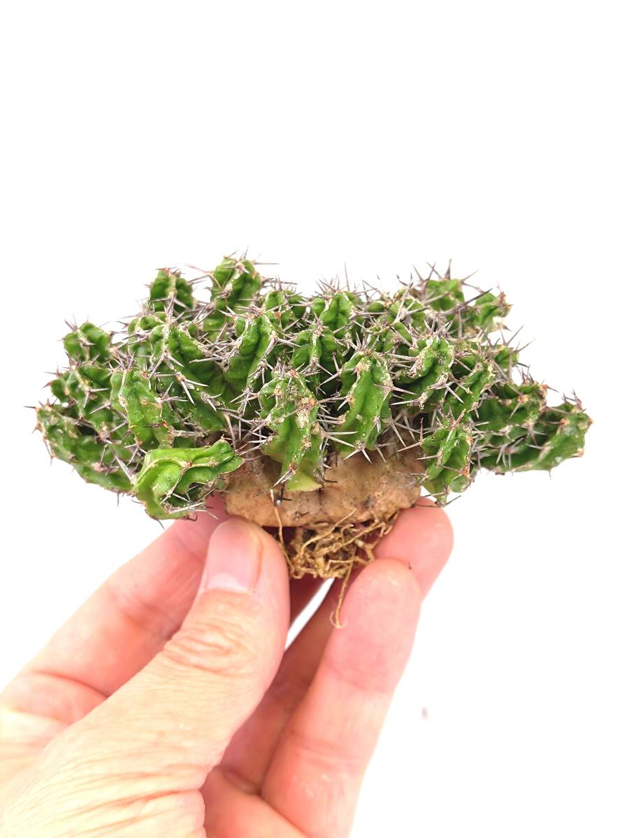 ユーフォルビア　ミトリフォルミス　Euphorbia mitriformis　ソマリア　5_画像1