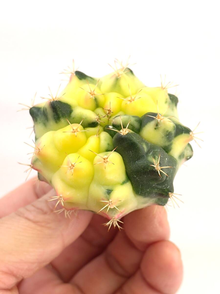 ギムノカリキウム 牡丹玉錦 Gymnocalycium mihanovichii variegata 実生 1の画像1